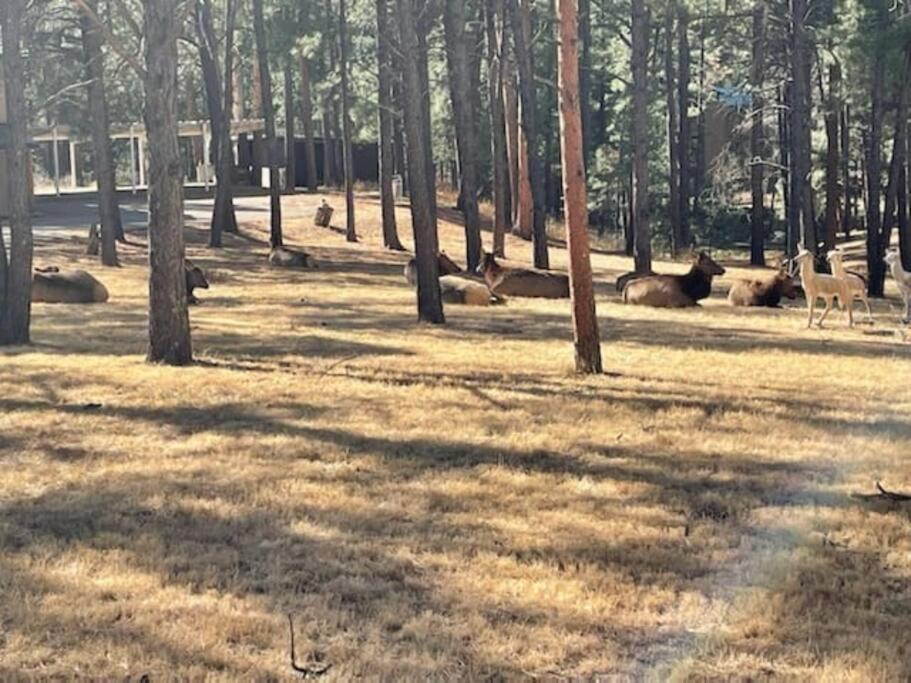 Perk Canyon Hidden Acres-Hot Tub-Gas Fireplace Ruidoso Zewnętrze zdjęcie